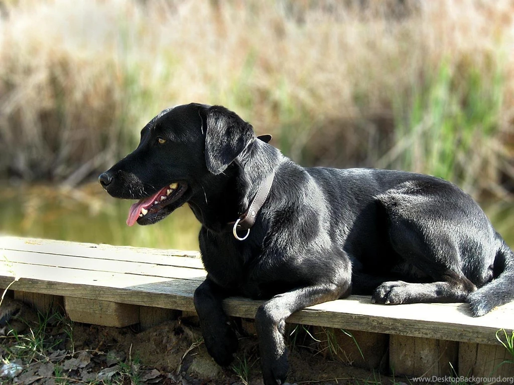 Labrador Dog Wallpaper Desktop.jpg