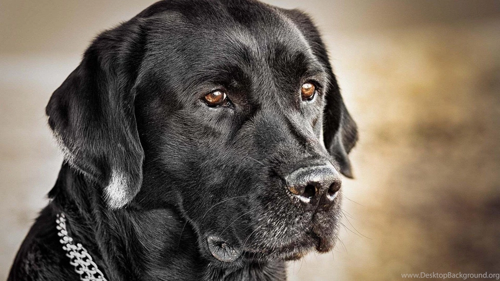 Black Labrador Retriever Wallpapers (