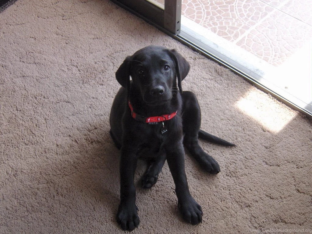 Windows Wallpaper, Lila Pride And Joy Of Jose. A Labrador ...
