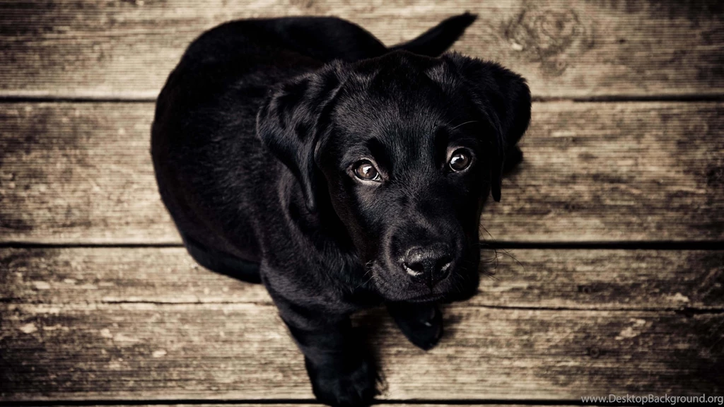 Download Black Lab Puppy HD Wallpapers For 2560 X 1440 ...