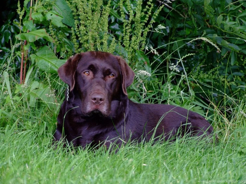Chocolate Lab Wallpapers