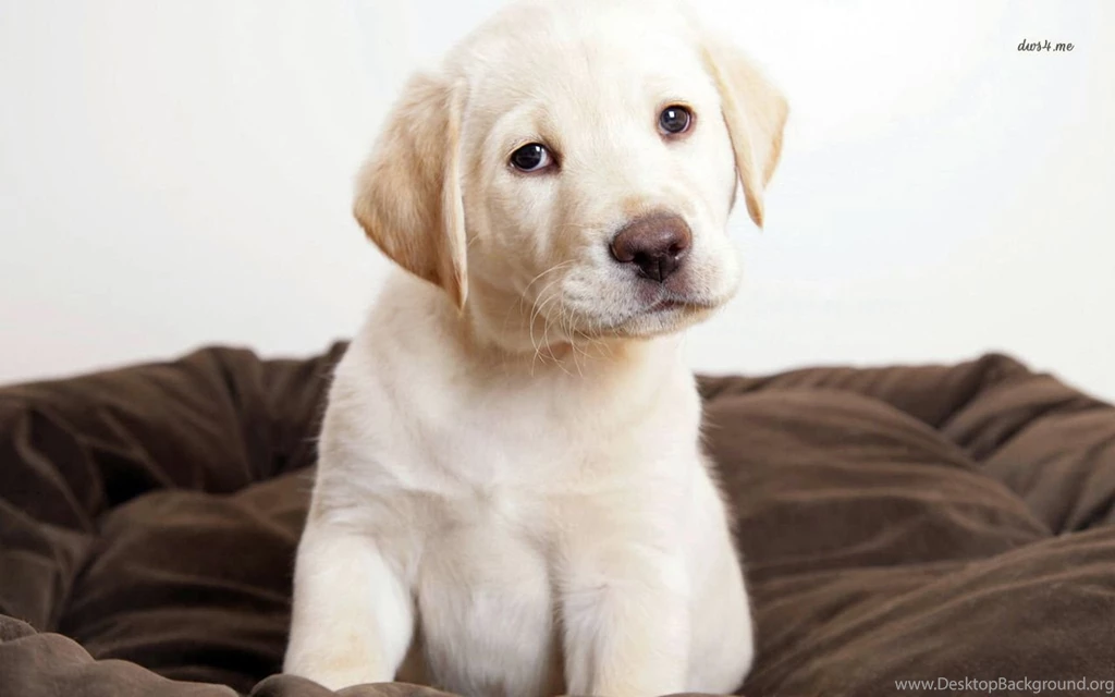 Black Labrador Dog Wallpapers Pictures Photos Images ...