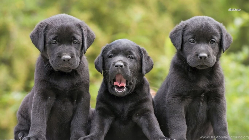 Black Labrador Retriver Puppies Wallpapers Animal Wallpapers