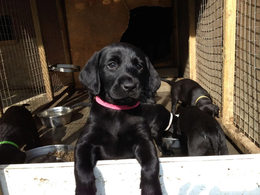 Black Labs For Sale 3 Desktop Wallpapers DogBreedsWallpapers.com