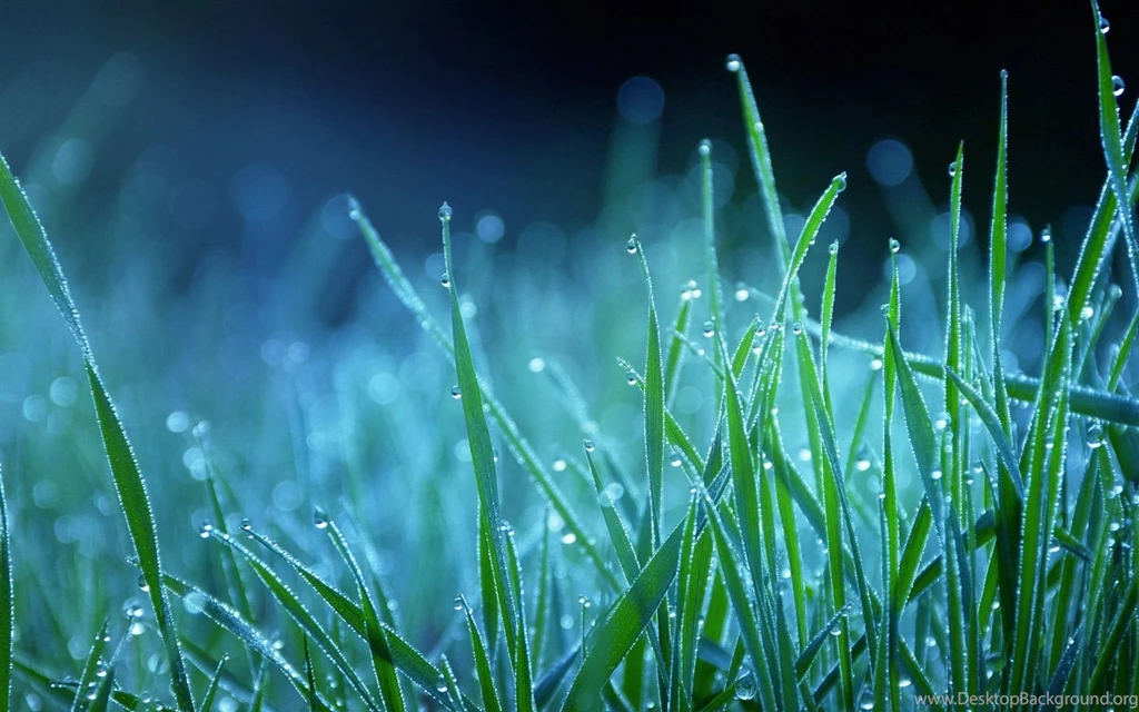 Night, Grass, Bokeh, Dew :: Wallpapers