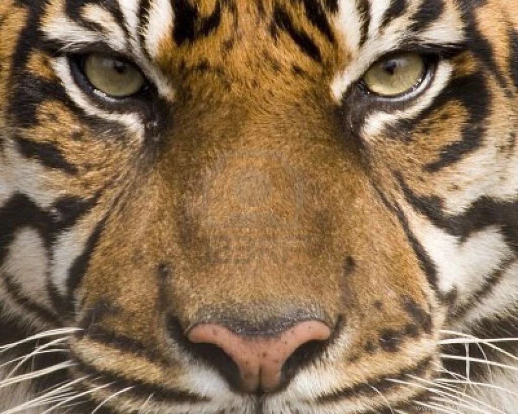 Tiger Face Wallpapers All Wallpapers New