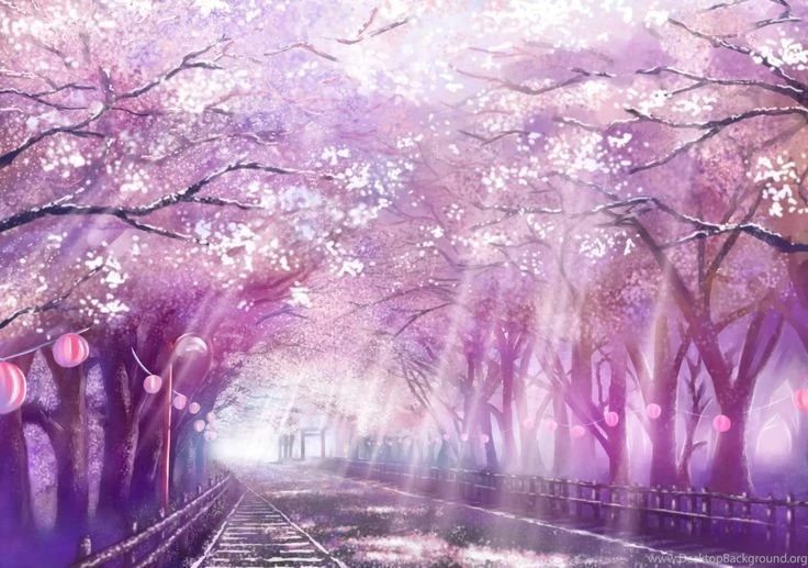 Sakura Trees