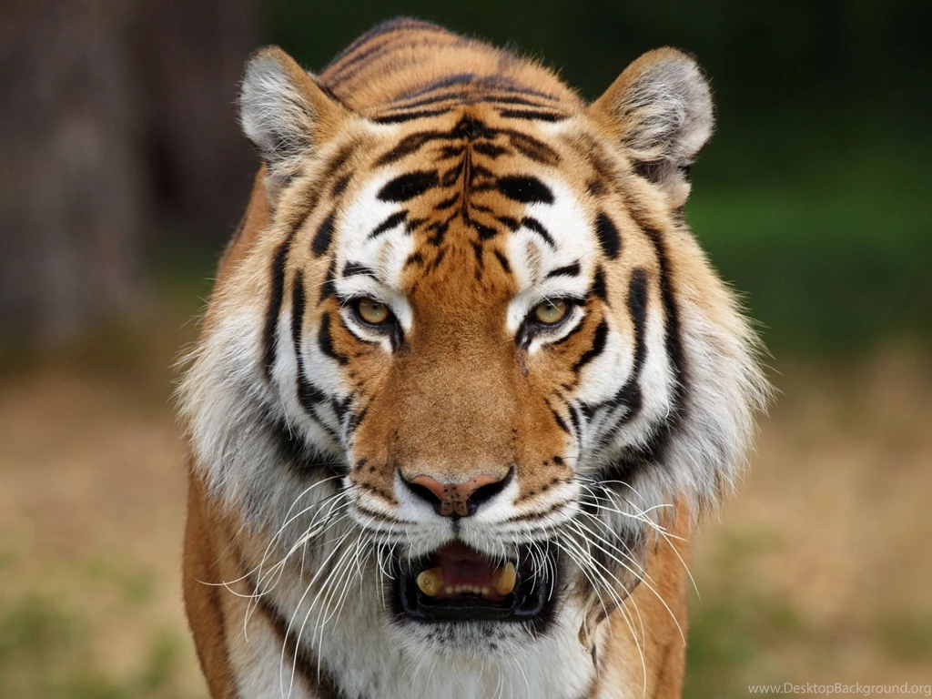 1920x1440 Face Tiger Wallpapers