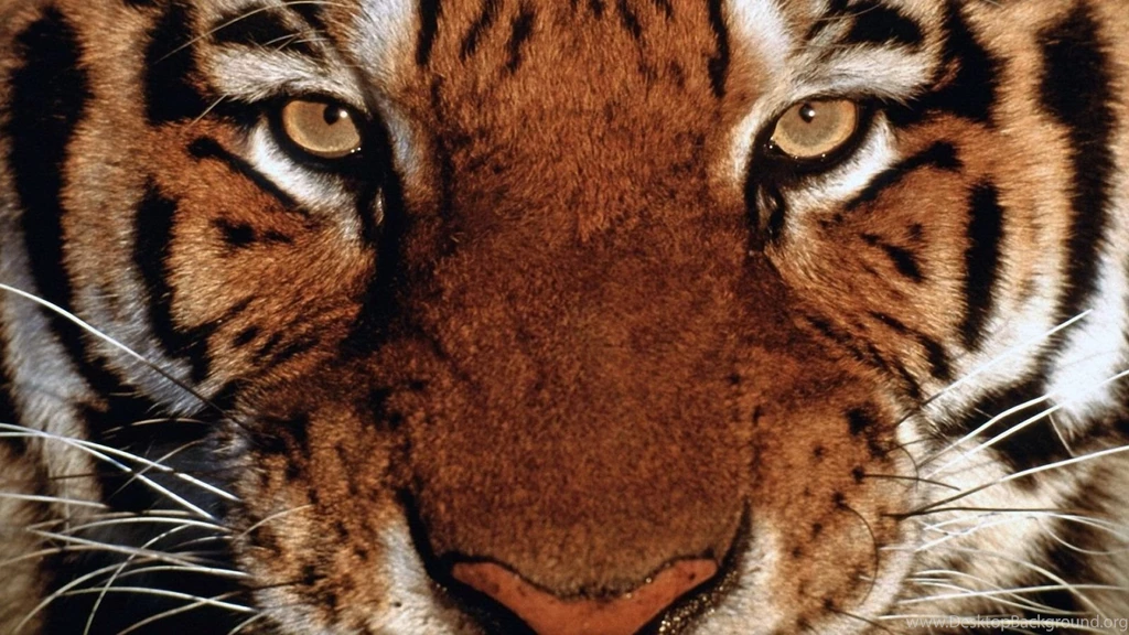 The Face Of The Bengal Tiger 1600x900 Wallpapers,Tiger 1600x900 ...