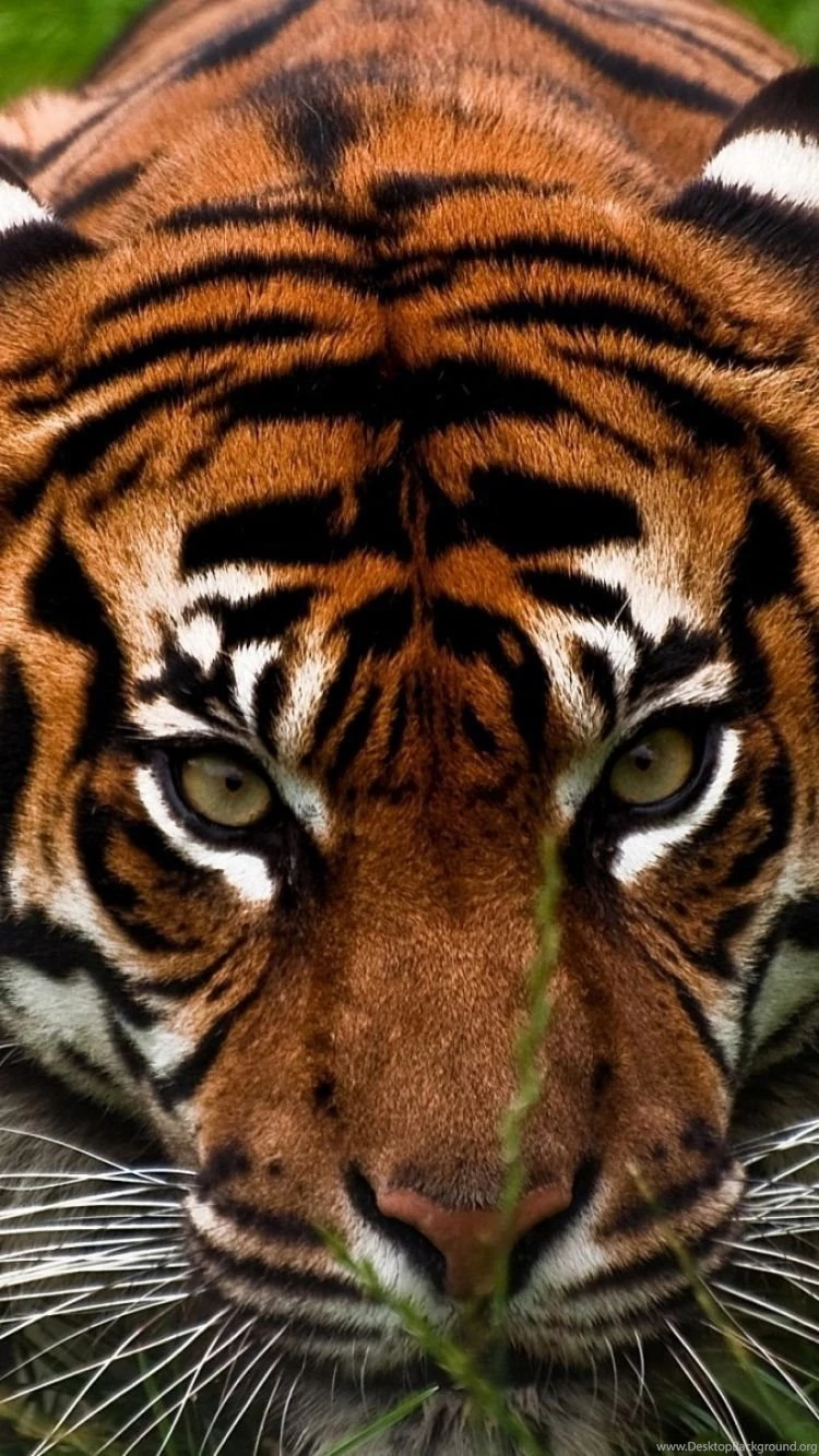 Download Wallpapers 750x1334 Tiger, Face, Aggression, Animal iPhone ...