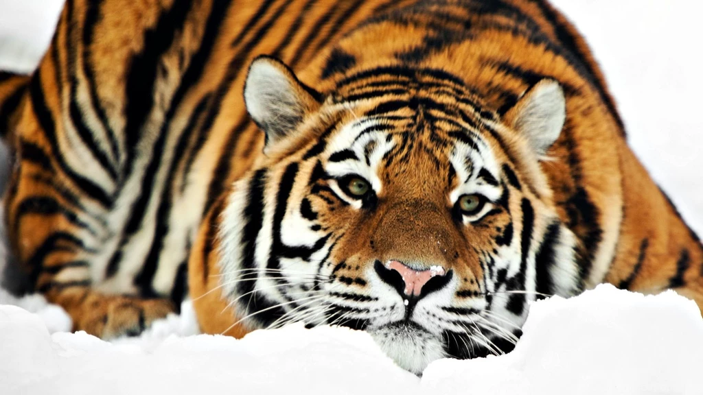 Siberian Tiger Face   Wallpaper.