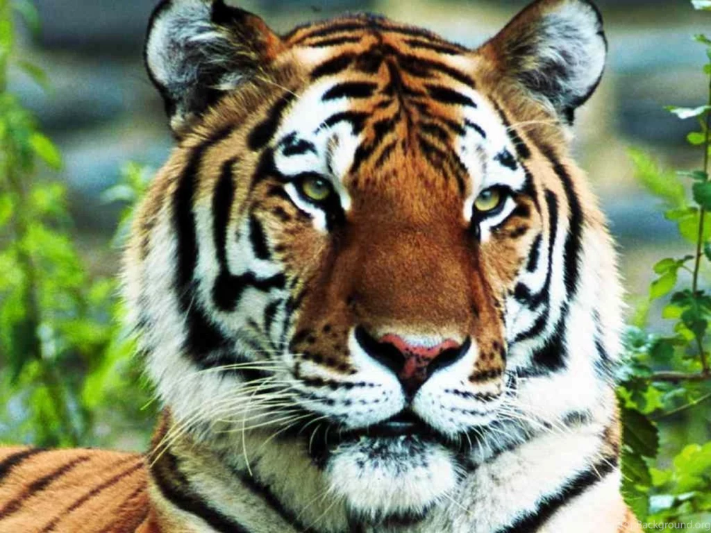 Roaring lion photo wallpapers