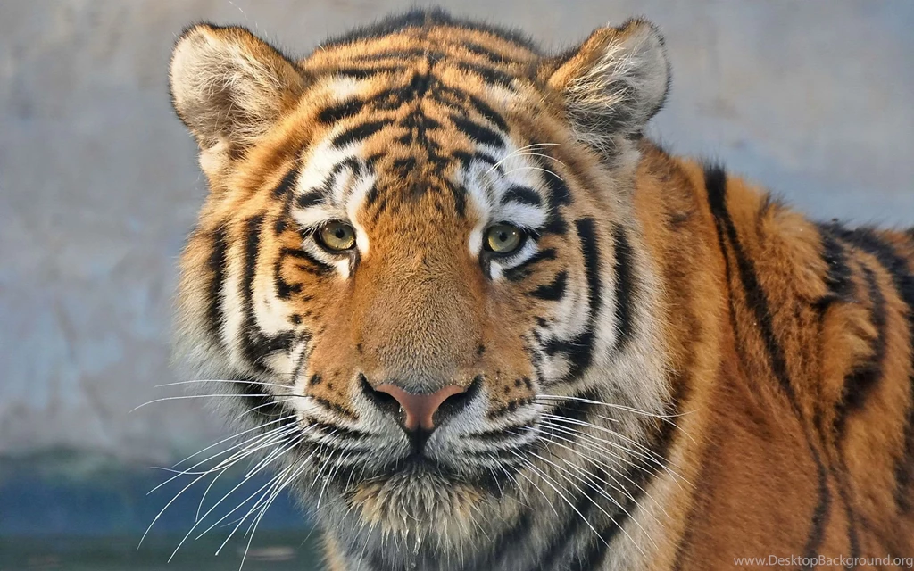 Predator Close up, Tiger, Face, Eyes Wallpapers