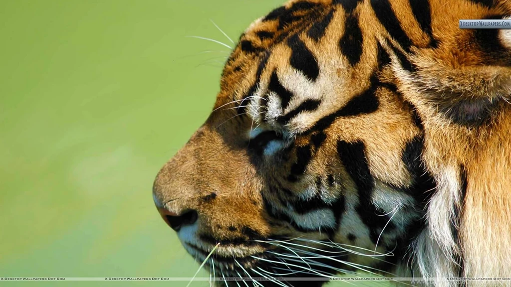 Tiger Face Side   Wallpaper.