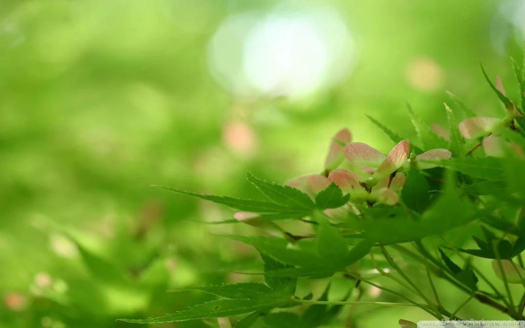 Laurie Raised By Teenagers: Best Nature Wallpapers HD