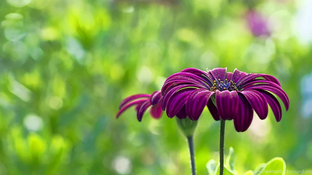 Download Summer Flowers Wallpapers Widescreen