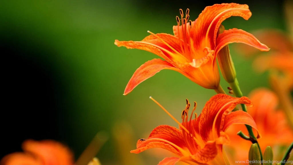 Orange Flowers Wallpapers
