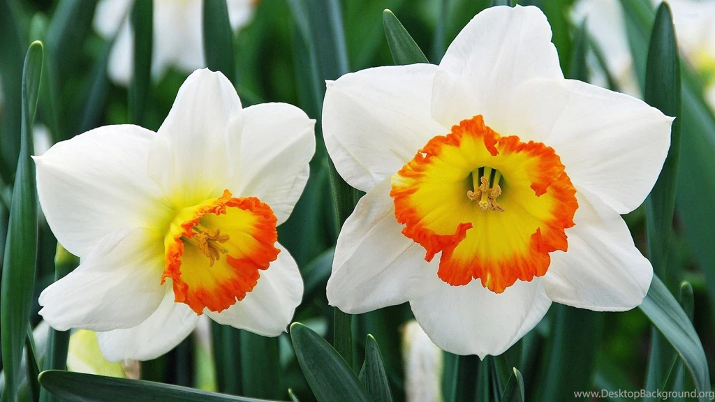 Daffodils Flowers HD Wallpapers