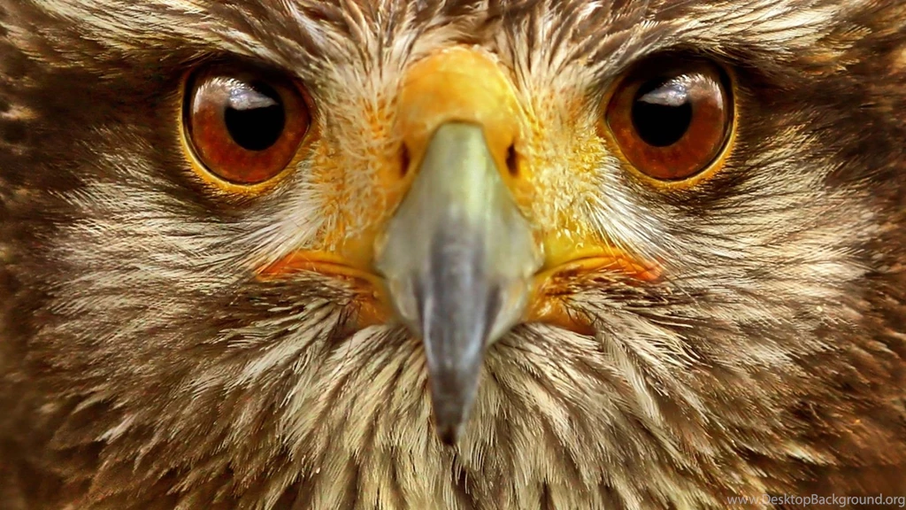 Download Animal Animals Backgrounds Bird Birds Brown Eyes Wallpapers ...