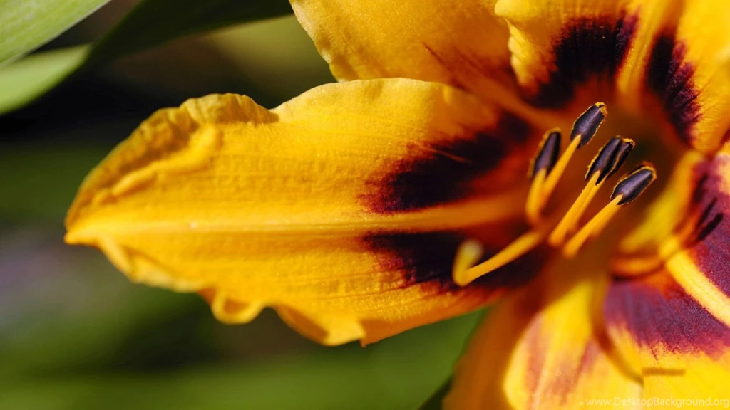 1080p HD Flower Wallpapers