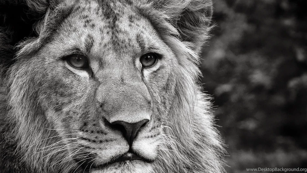 Animal Wallpapers