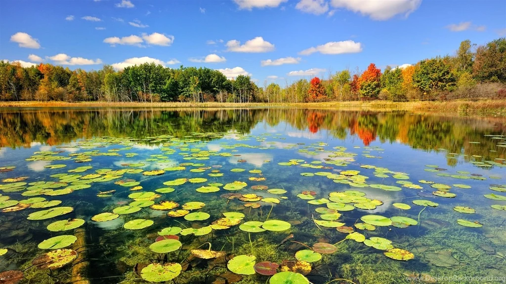 Nature Autumn Forest Lake Wallpapers