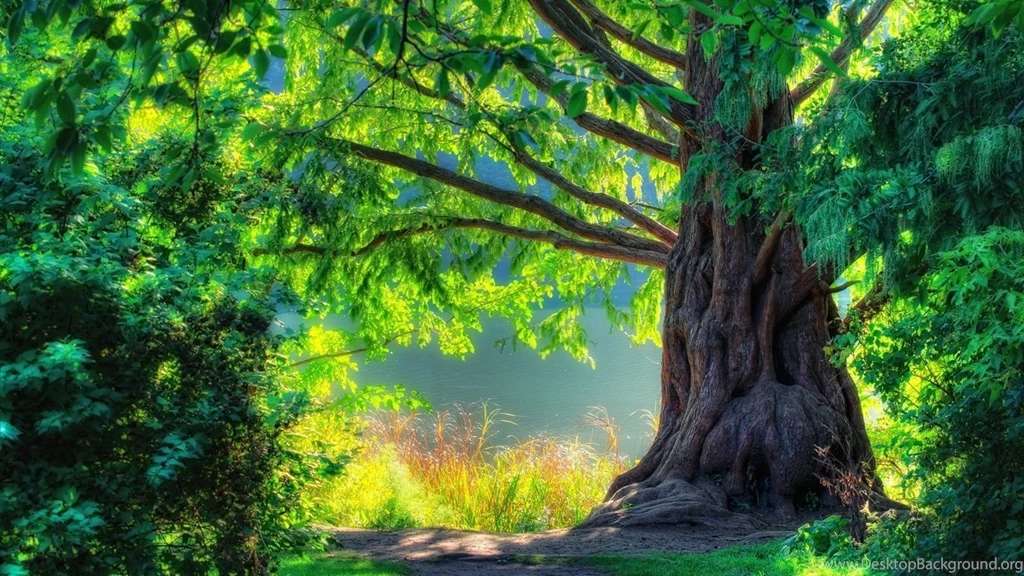 Nature Spring Green Tree Forest Wallpapers