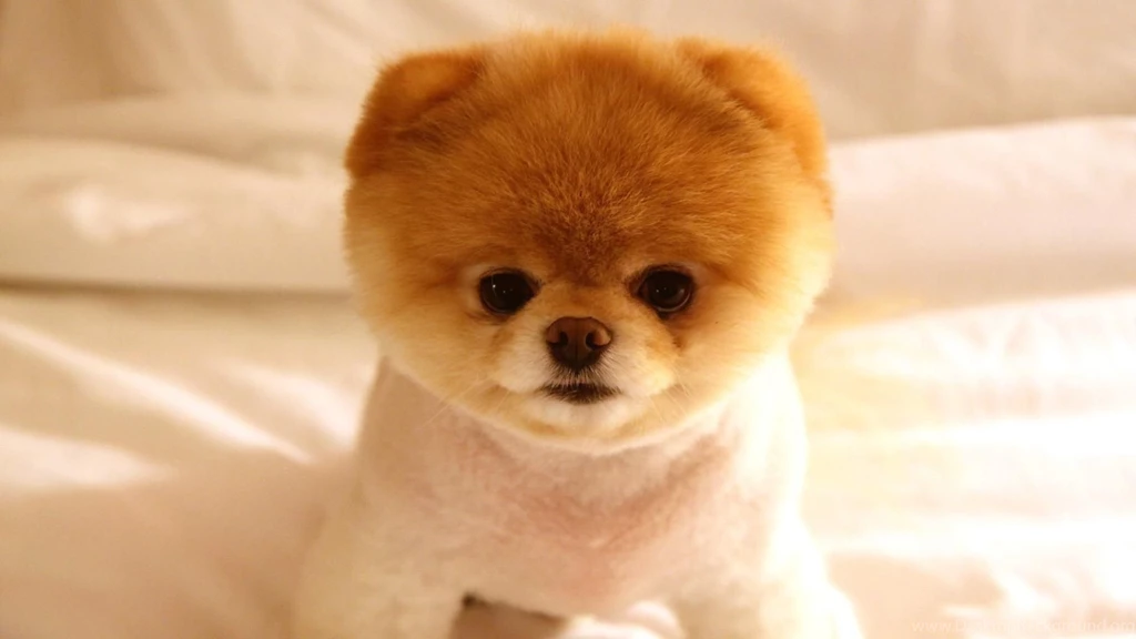 Download HD Cute Puppies Wallpapers HD Wallpapers