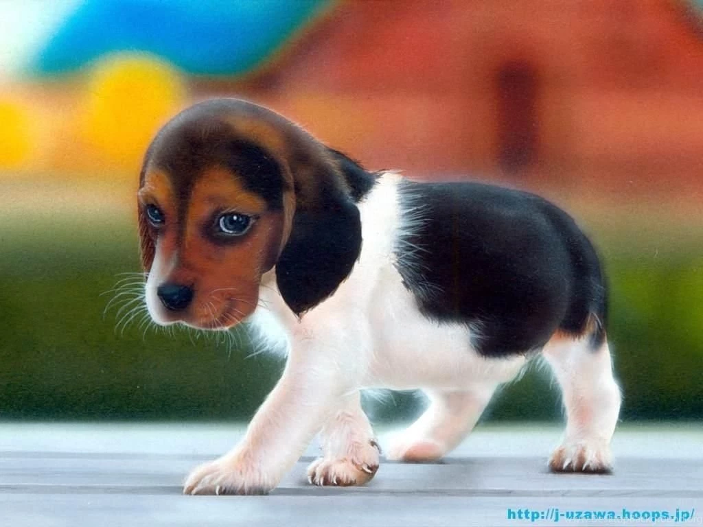The Dog In World: Very Beautiful Wallpapers Puppy Dogs M5x.eu