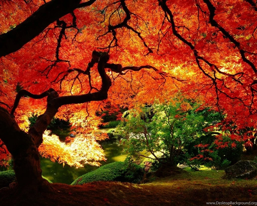 1280x1024 Maple In Autumn Desktop PC And Mac Wallpapers