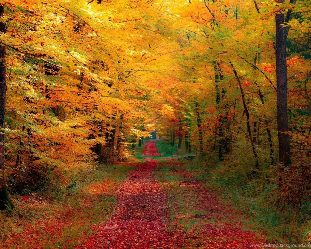 1280x1024 Autumn Forest Desktop PC And Mac Wallpapers