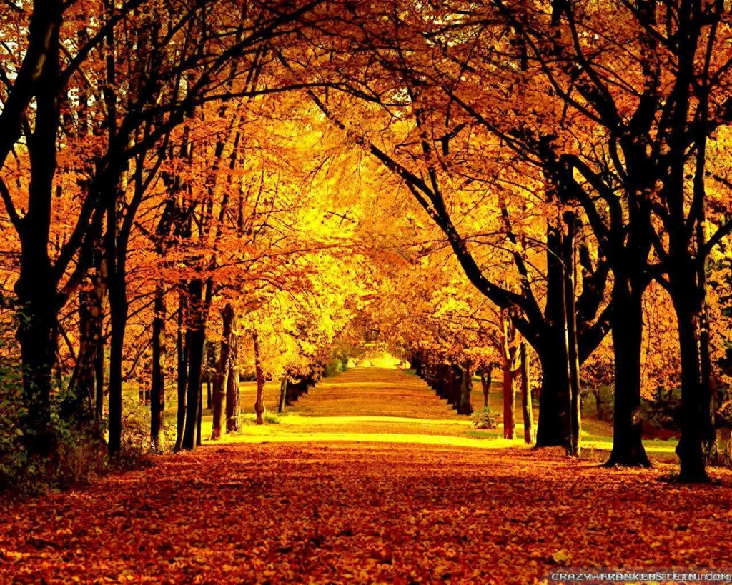 Top Alley Autumn Beautiful Fall Images For Pinterest