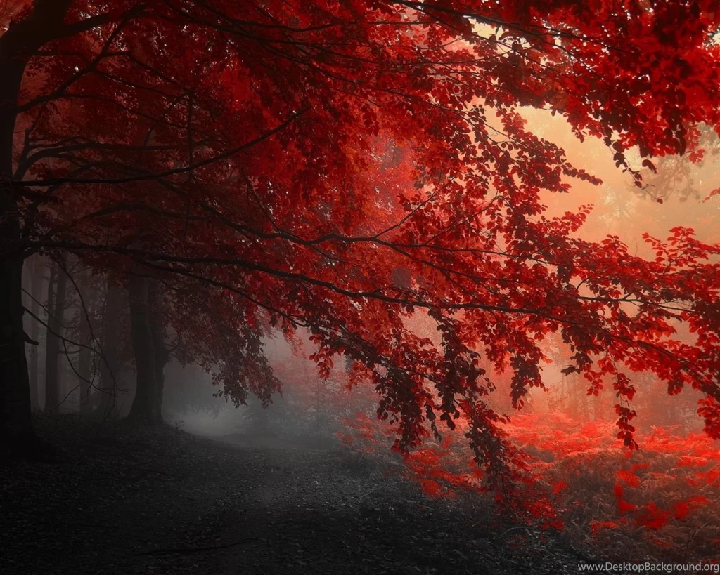1280x1024 Red Forest Autumn Wallpapers