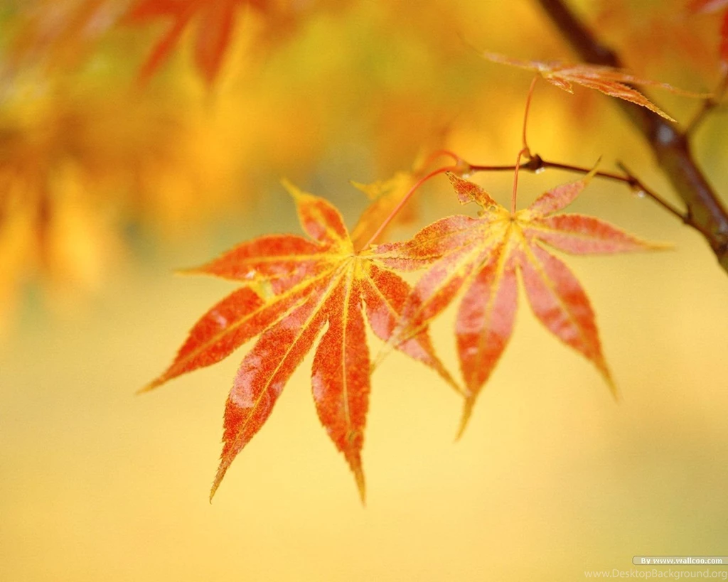 Capture The Spirit Of Autumn Wallpapers 1280x1024 NO.21 Desktop ...