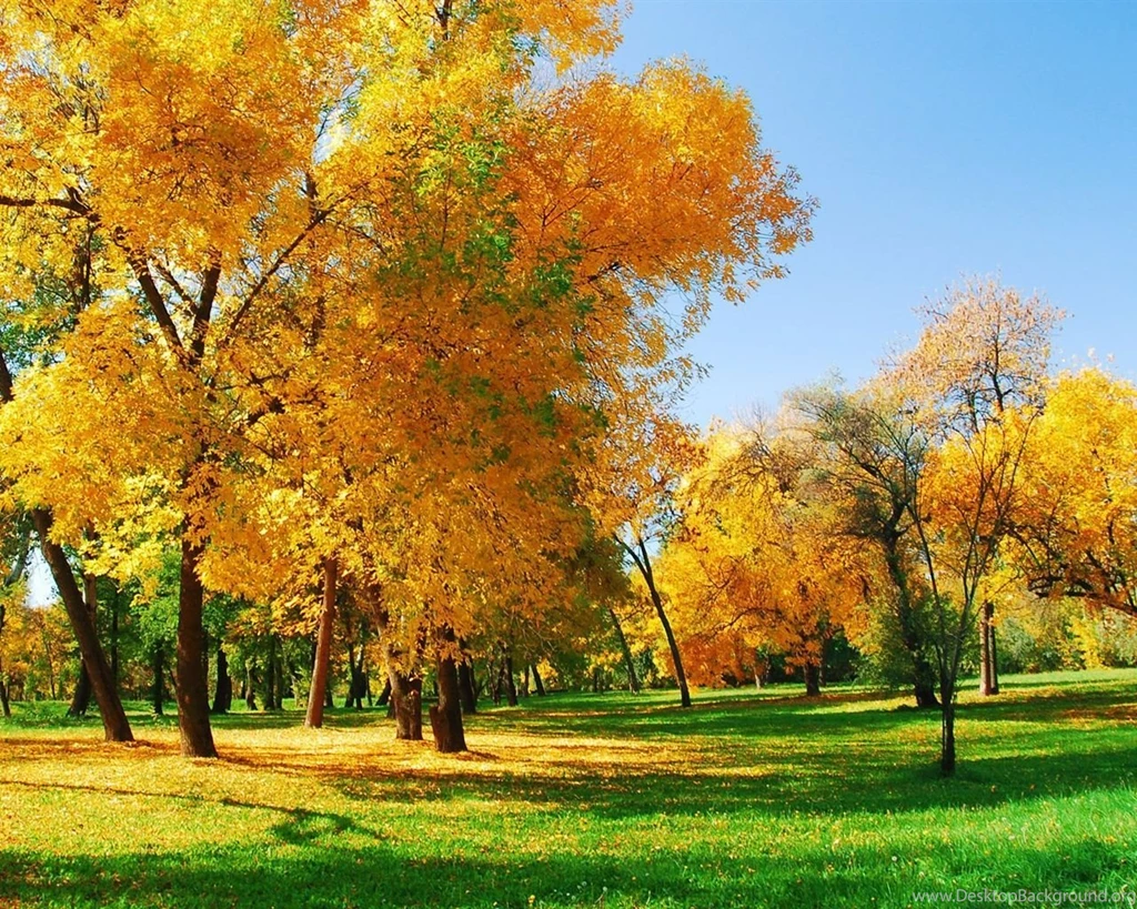Golden Autumn Wallpapers