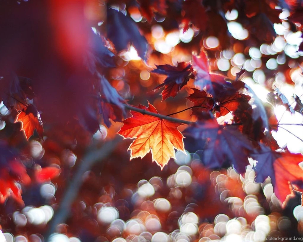 Autumn Leaves, Red Maple Leaves Wallpapers