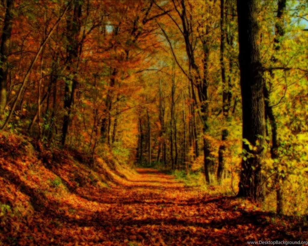 Autumn Forest 1280x1024 Wallpapers, 1280x1024 Wallpapers ...