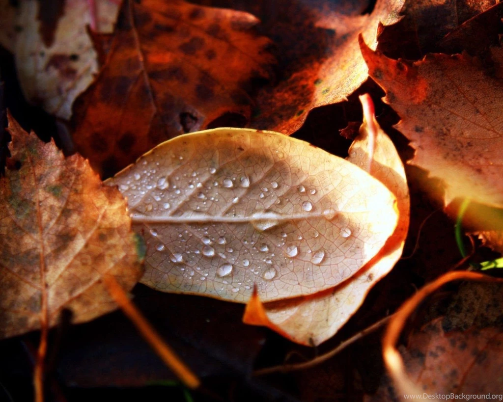 Fall Color   Autumn Wallpapers 1280x1024 NO.6 Desktop Wallpapers ...