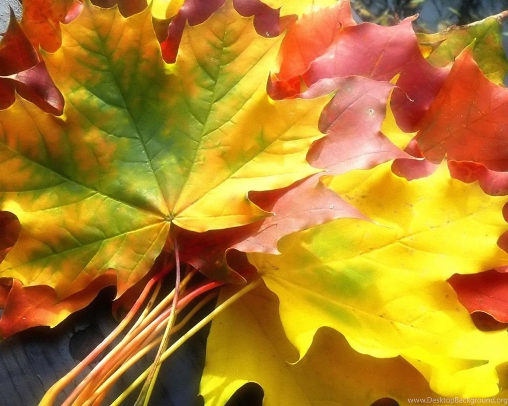 Maple Leaf In Autumn 1280x1024 Wallpapers, 1280x1024 Wallpapers ...