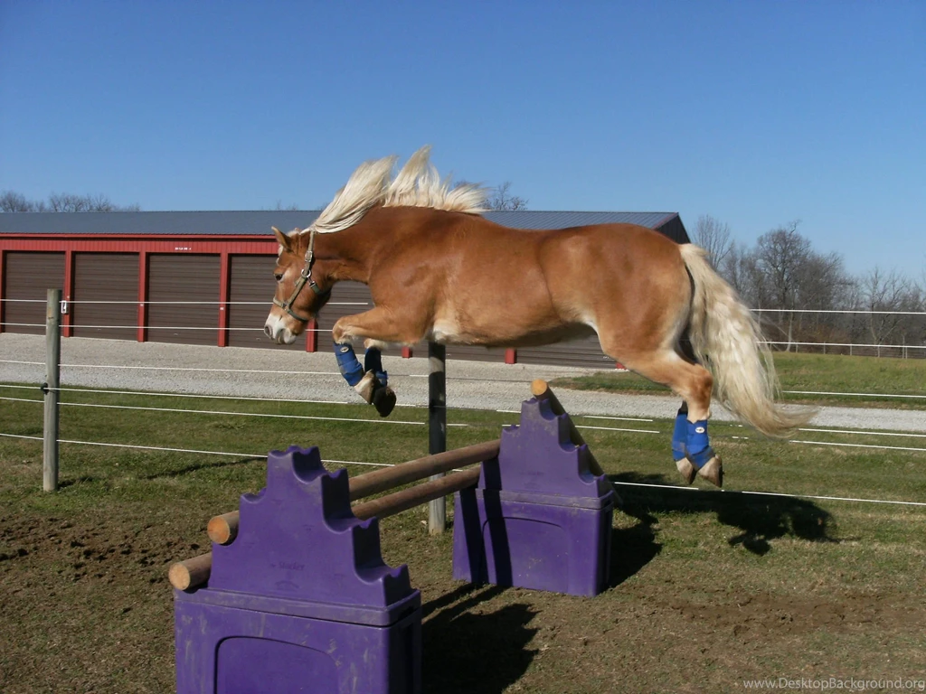 Horse jumping in jumping pi.jpg
