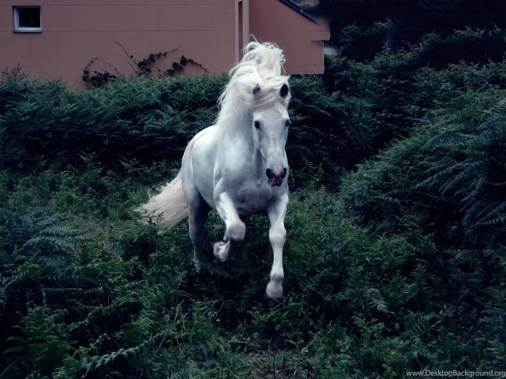 HD Animals Wallpapers: Andalusian Horses Wallpapers