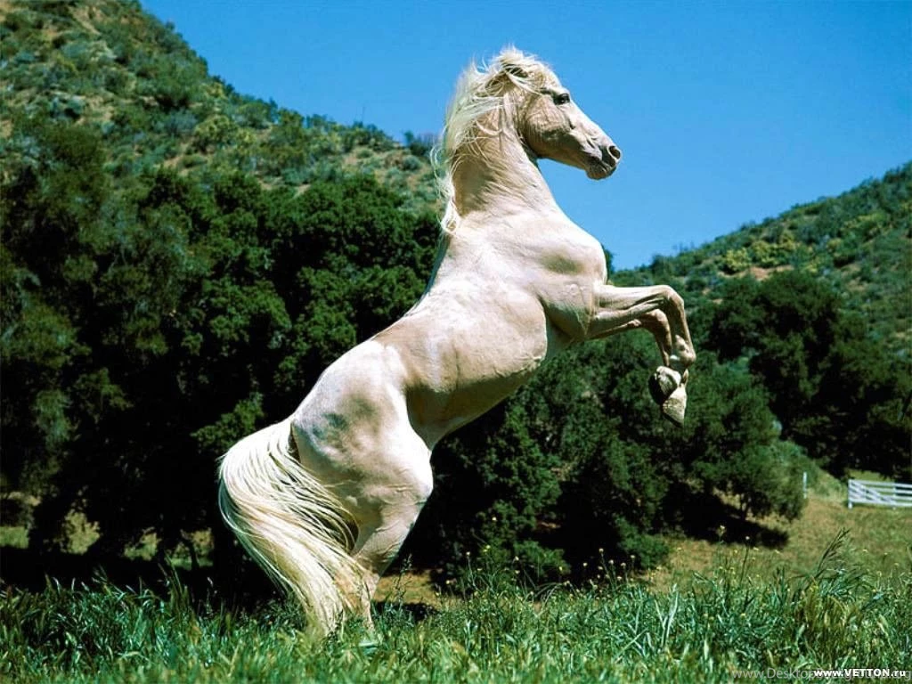 Running Horse HD Wallpapers For Desktop Computer