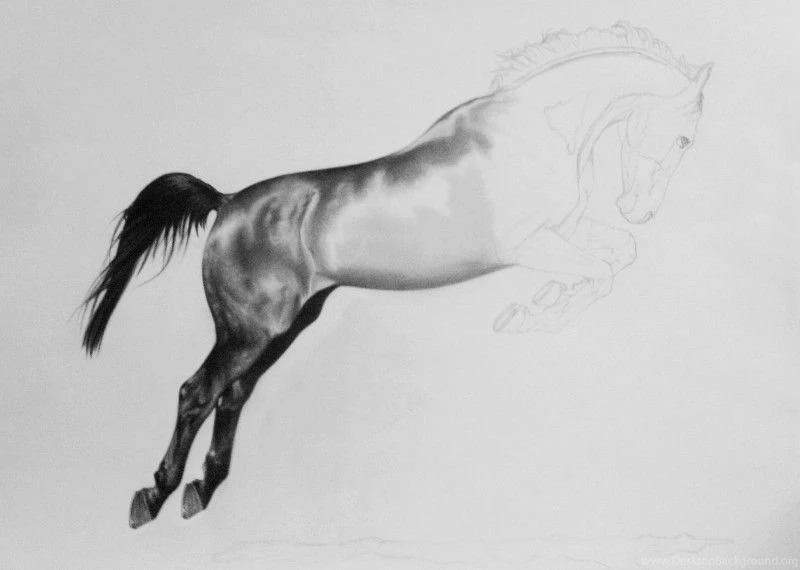 Jumping Horse Detail By Robdolbs On DeviantArt