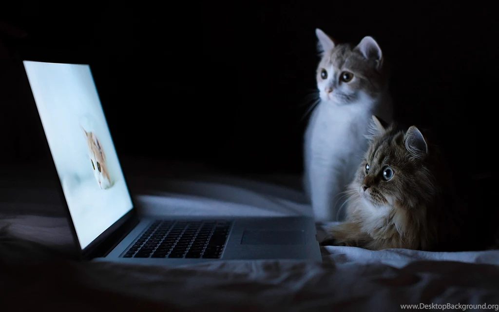 Download Wallpapers 3840x2400 Cats, Couple, Laptop, Lie Down, Rest ...
