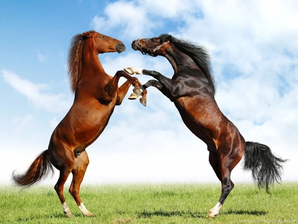 Horses Wallpapers Wallmanage.com