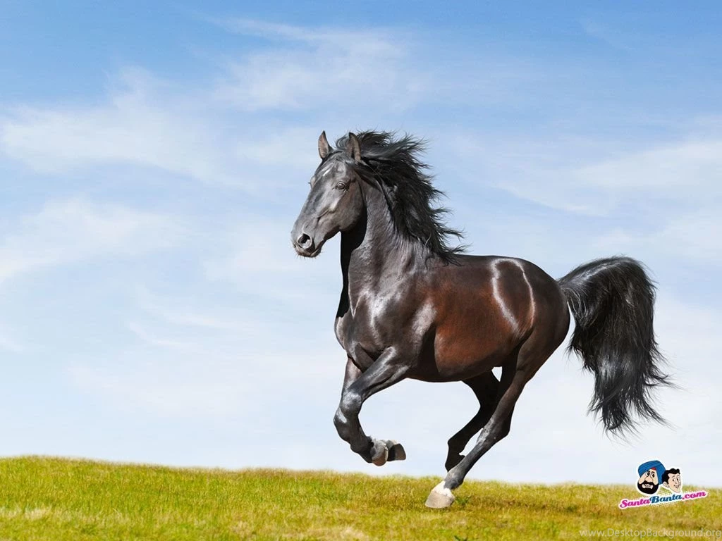 Horses Wallpapers