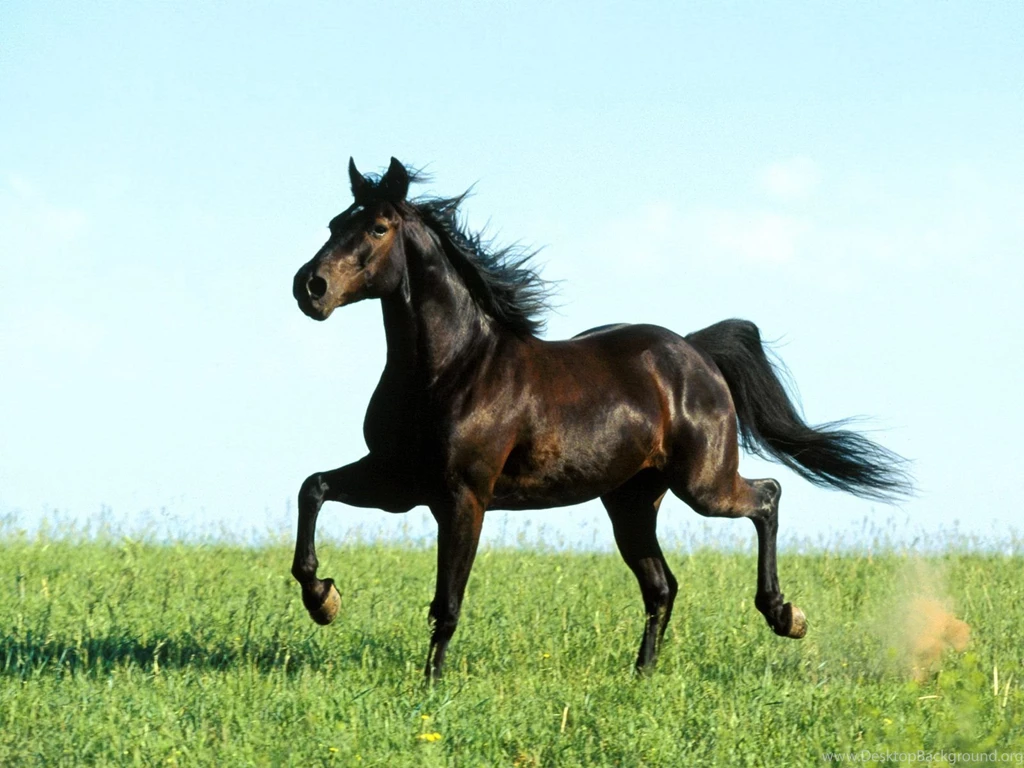 Beautiful Horses Wallpapers