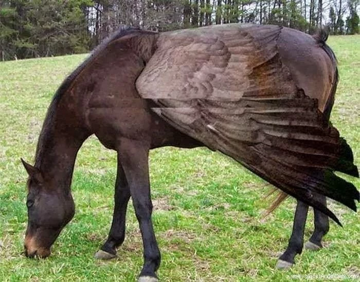 Secrets Of Happiness: Funny Horses