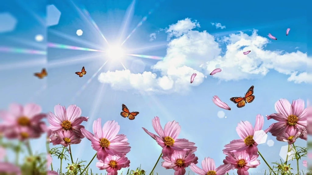 Flowers wallpapers for desktop background full screen 3