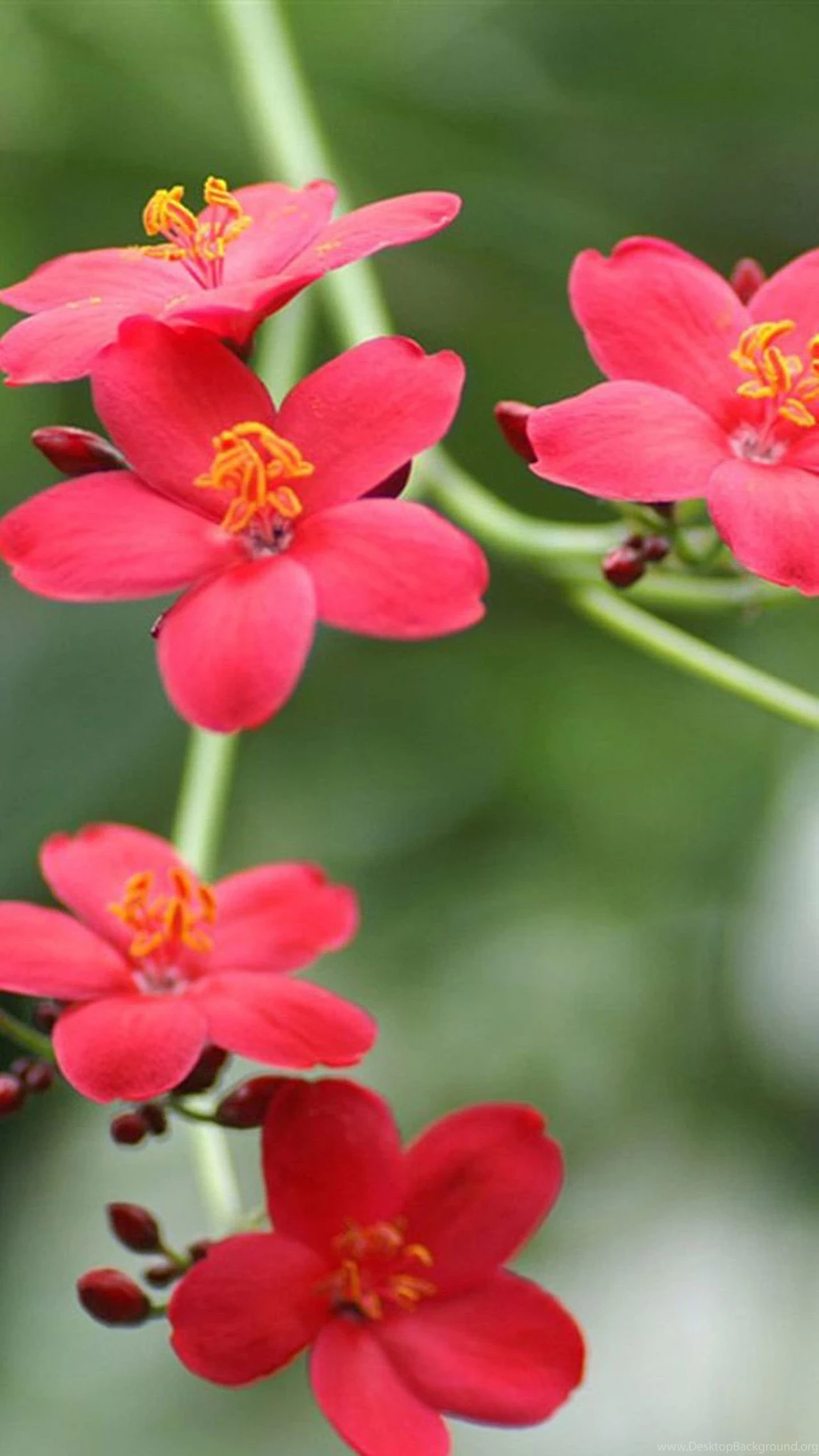 Flower Samsung Galaxy S5 Wallpapers 114 Wallpapers Mobile